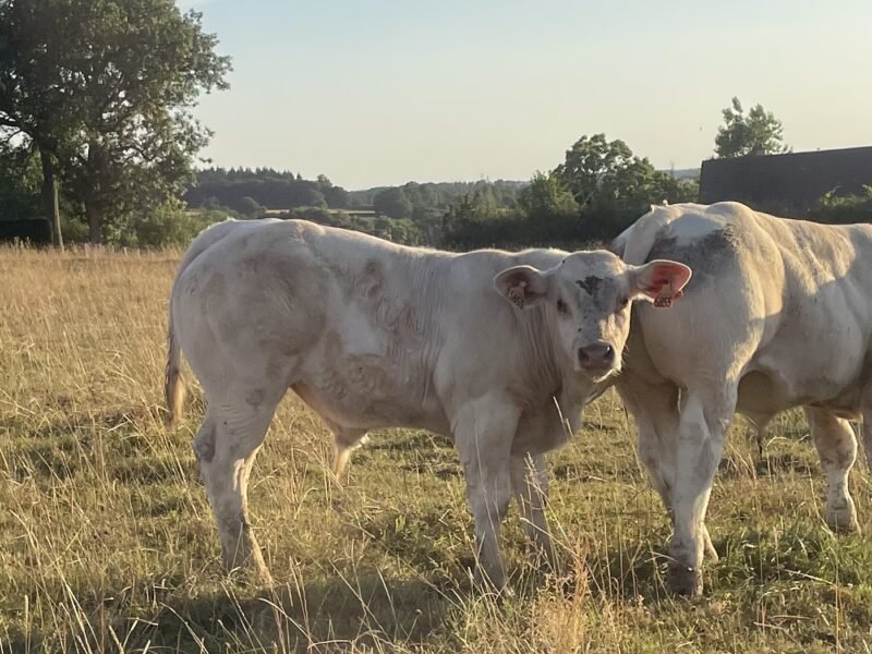 Veaux reproducteur HBC