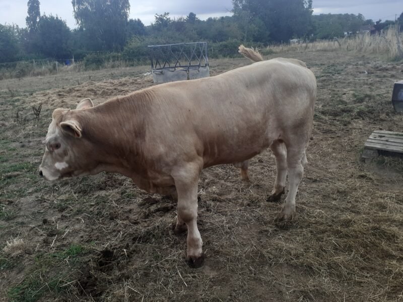 Veau croisé charolais sans corne