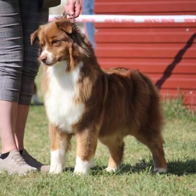 Earl du grand broué