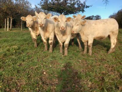 Génisses Charolaises 2 ans