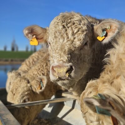 EI BUFFAULT Jean-Charles