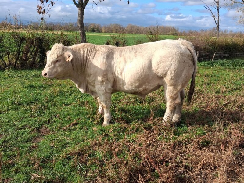 Taureau charolais