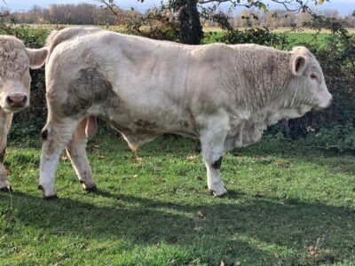 Taureau charolais
