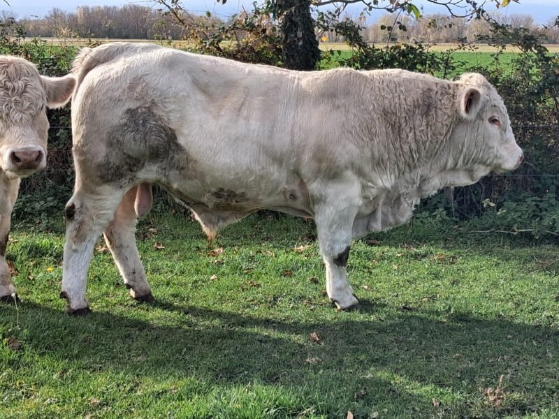 Taureau charolais