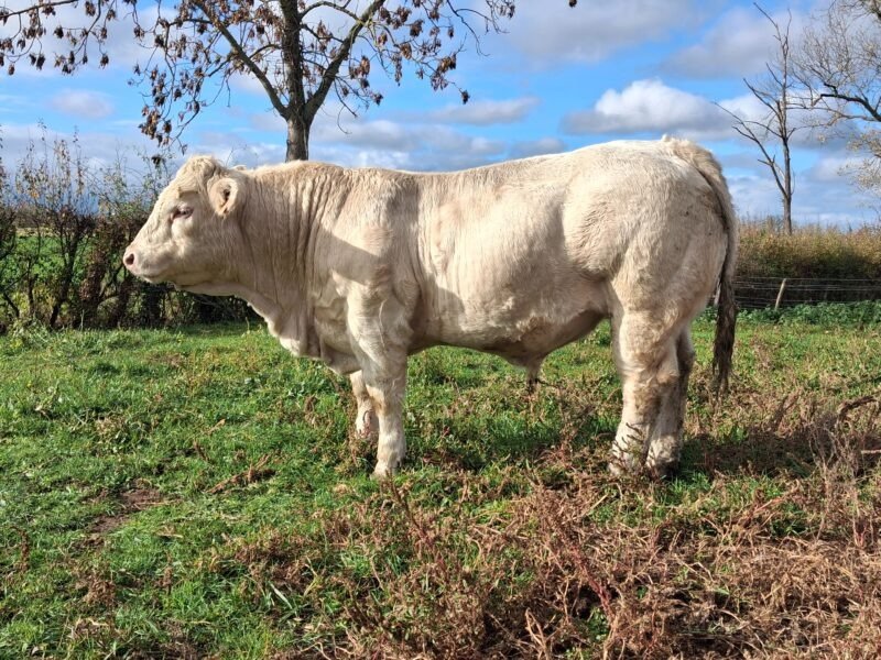 Taureau charolais