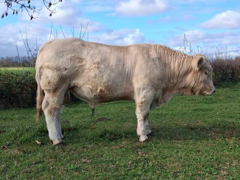 Taureau charolais