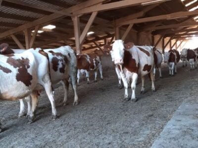 Troupeau Montbéliard AOP Comté