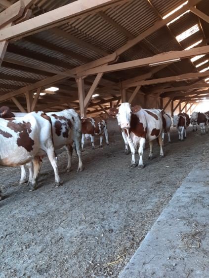 Troupeau Montbéliard AOP Comté
