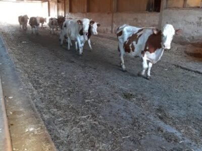 Troupeau Montbéliard AOP Comté