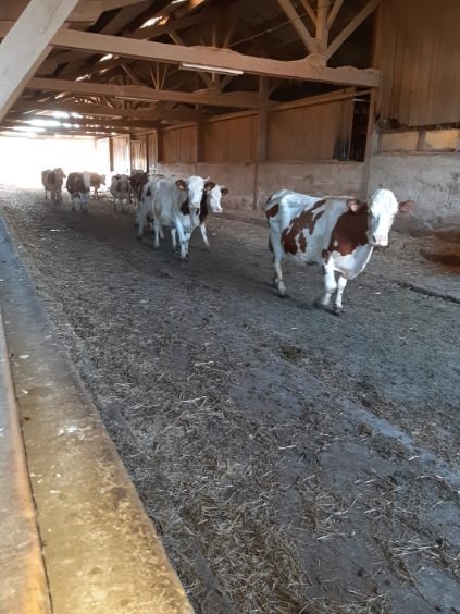 Troupeau Montbéliard AOP Comté