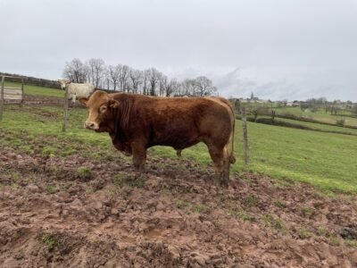 Taureau limousin