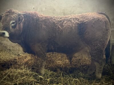 Taureaux Aubrac