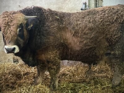 Taureaux Aubrac