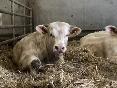Veau HBC vêlage facile