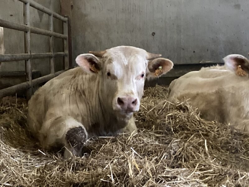 Veau HBC vêlage facile