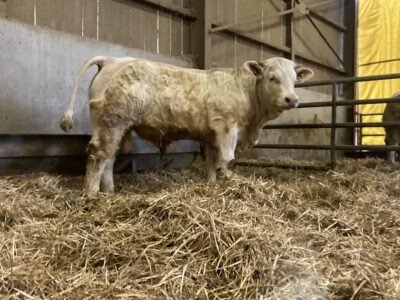 Veau HBC vêlage facile