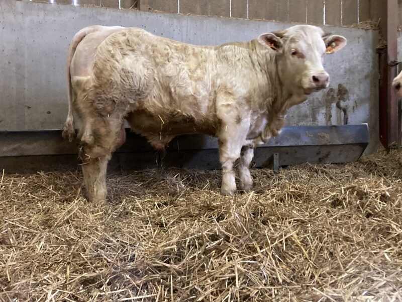 Veau HBC vêlage facile