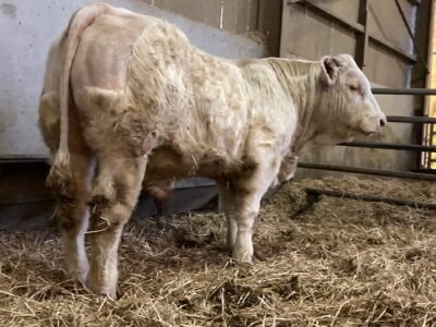 Veau HBC vêlage facile