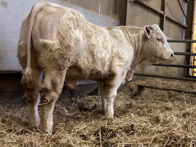 Veau HBC vêlage facile