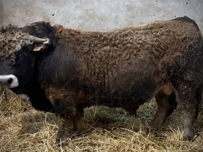 Taureaux Aubrac