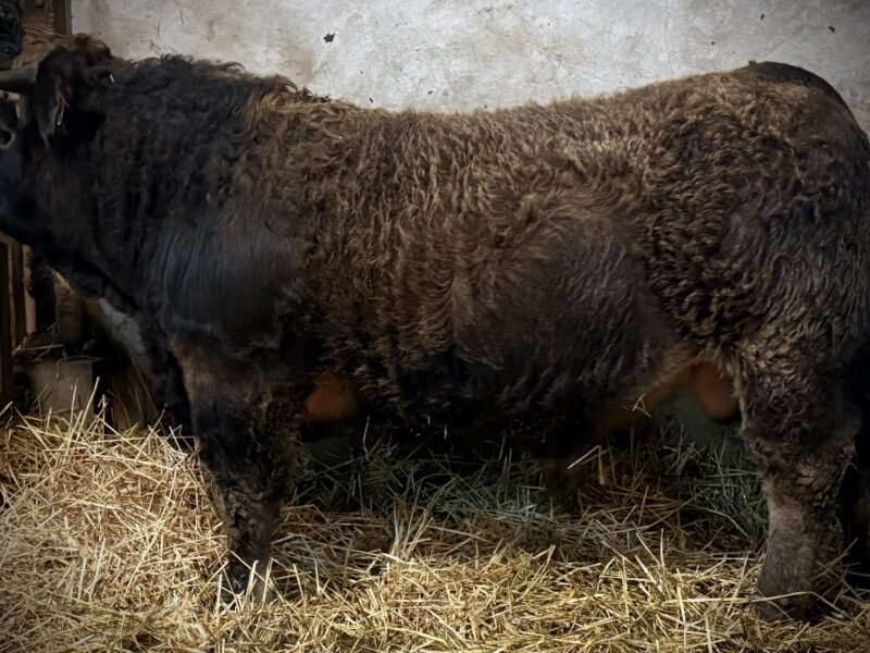 Taureaux Aubrac