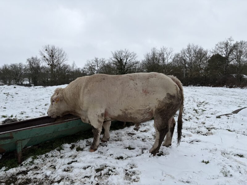 Vend taureau charolais 35 mois non inscrit