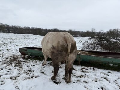 Vend taureau charolais 35 mois non inscrit