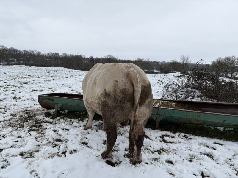 Vend taureau charolais 35 mois non inscrit