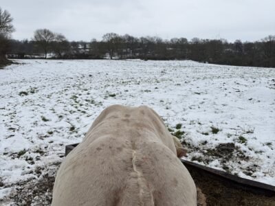 Vend taureau charolais 35 mois non inscrit