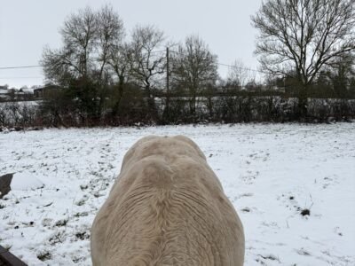 Vend taureau charolais 35 mois non inscrit