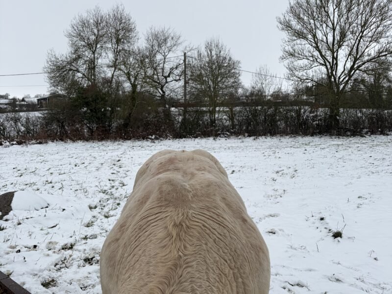 Vend taureau charolais 35 mois non inscrit