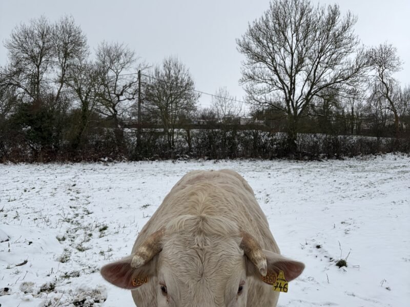 Vend taureau charolais 35 mois non inscrit
