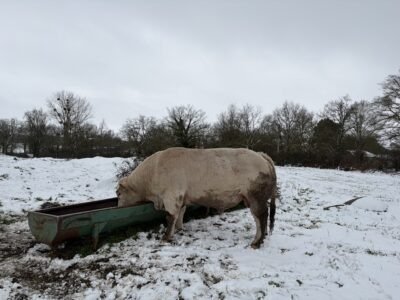 Vend taureau charolais 35 mois non inscrit