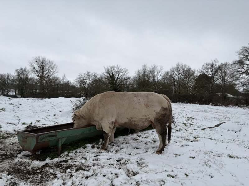 Vend taureau charolais 35 mois non inscrit