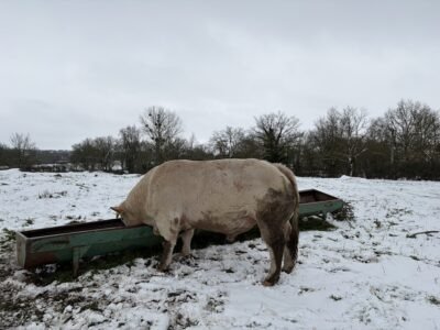 Vend taureau charolais 35 mois non inscrit