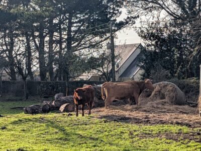 Vache Froment du Léon avec son veau croisé Salers