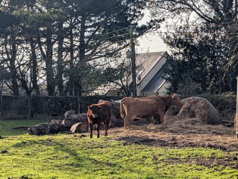 Vache Froment du Léon avec son veau croisé Salers