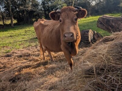 Vache Froment du Léon avec son veau croisé Salers