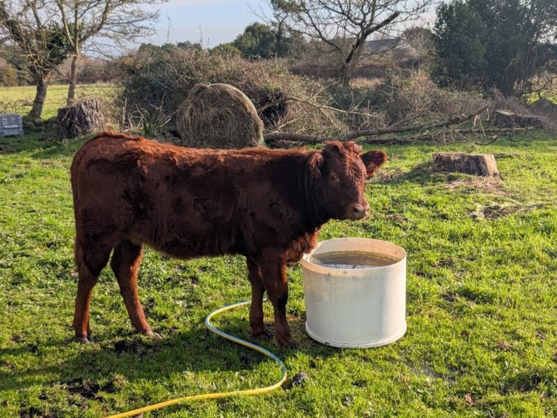 Vache Froment du Léon avec son veau croisé Salers