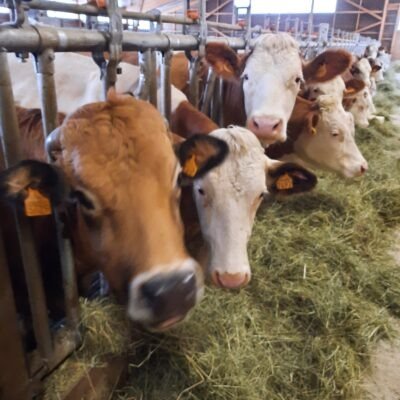 GAEC LA BORIE DU CAUVEL