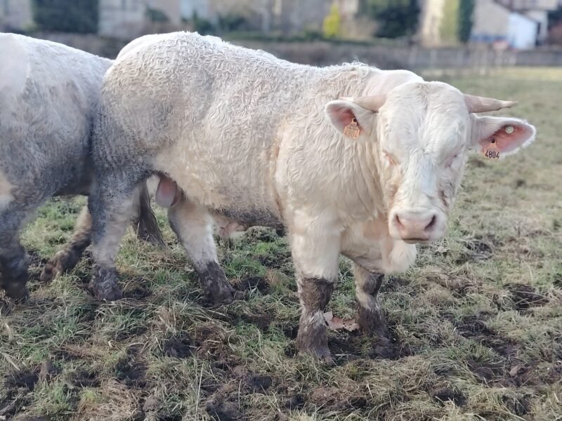 taureaux de 18 à 20mois