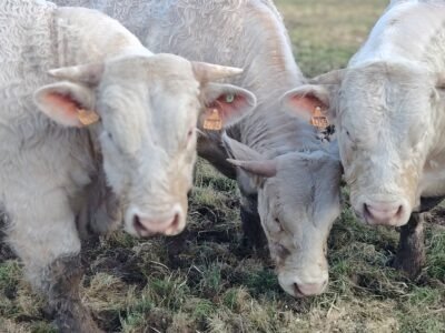 taureaux de 18 à 20mois