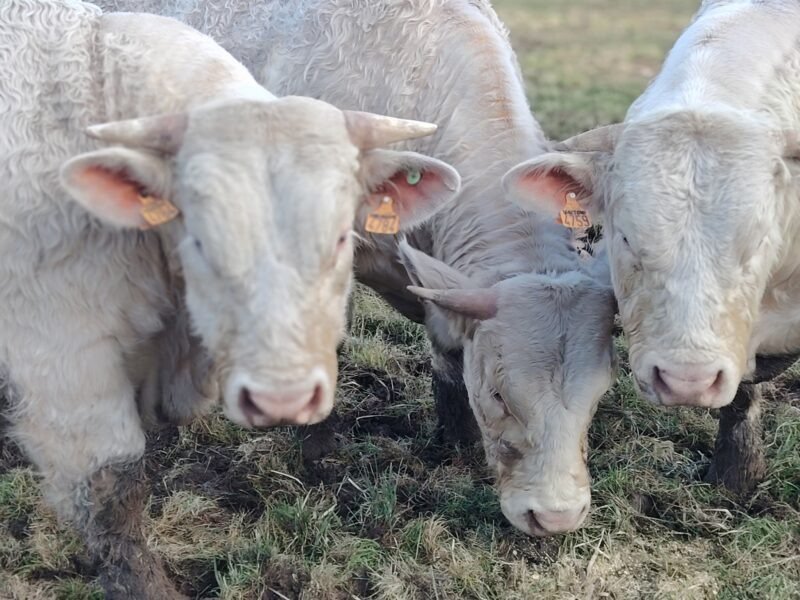 taureaux de 18 à 20mois