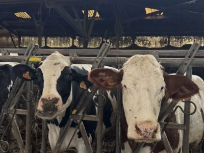 Vente vaches laitière