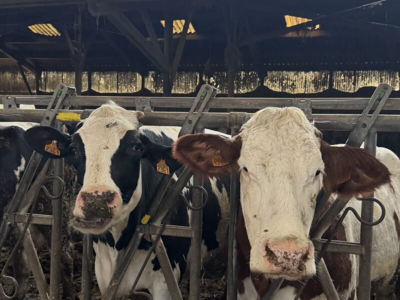 Vente vaches laitière