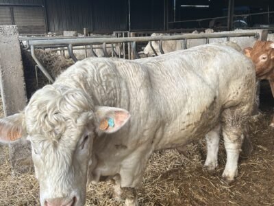 Vend taureau reproducteur