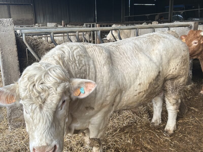 Vend taureau reproducteur