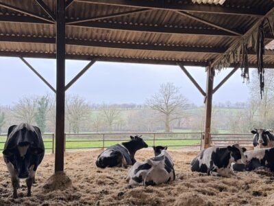Vente vaches laitière