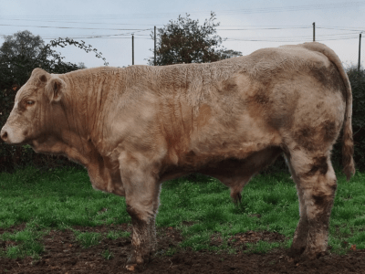 Taureaux reproducteurs