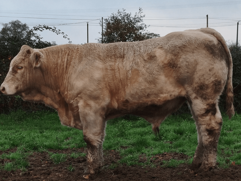 Taureaux reproducteurs